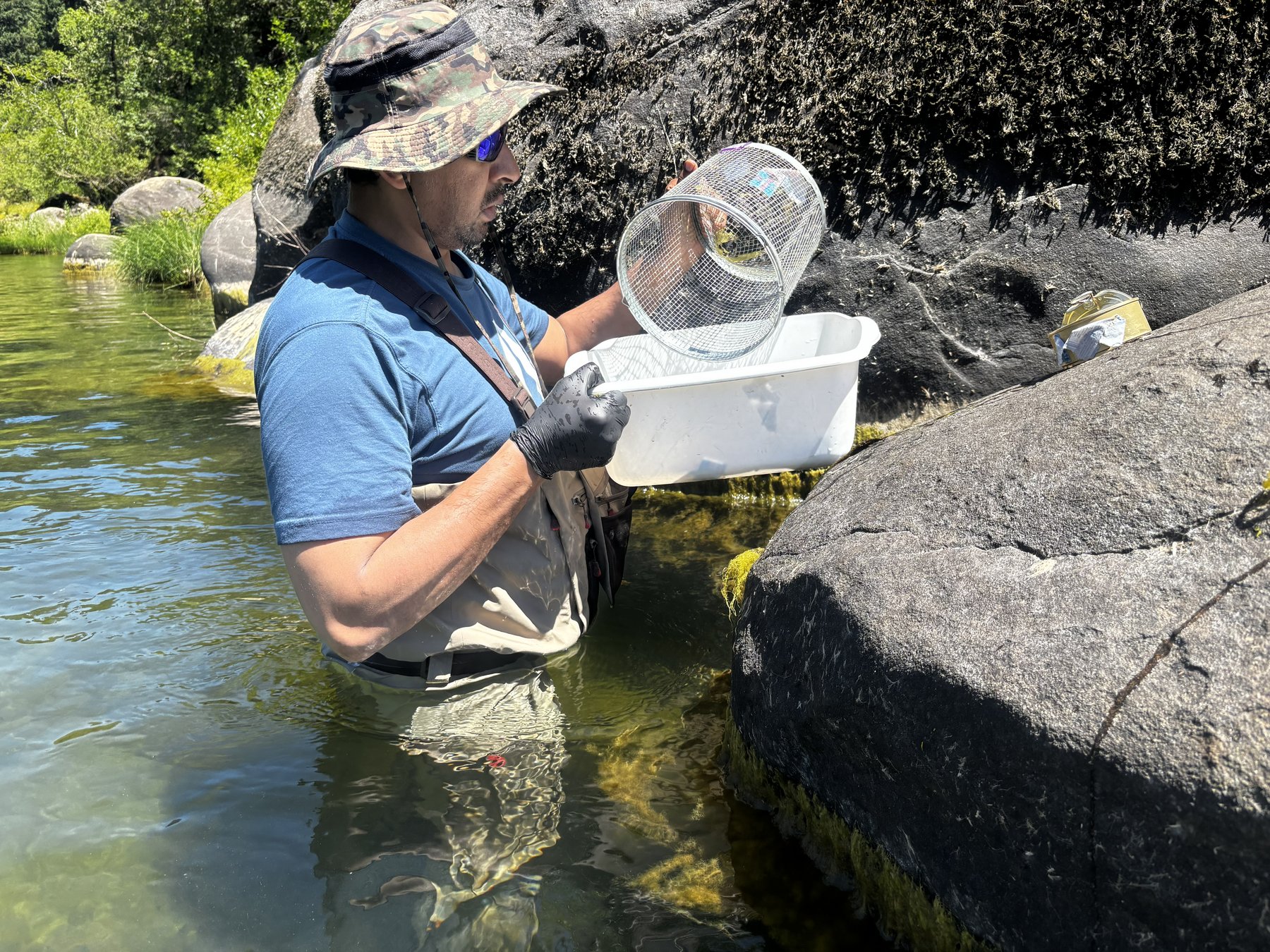A researcher wearing waders stands in a river, examining a mesh trap over a sorting tray beside a large boulder.