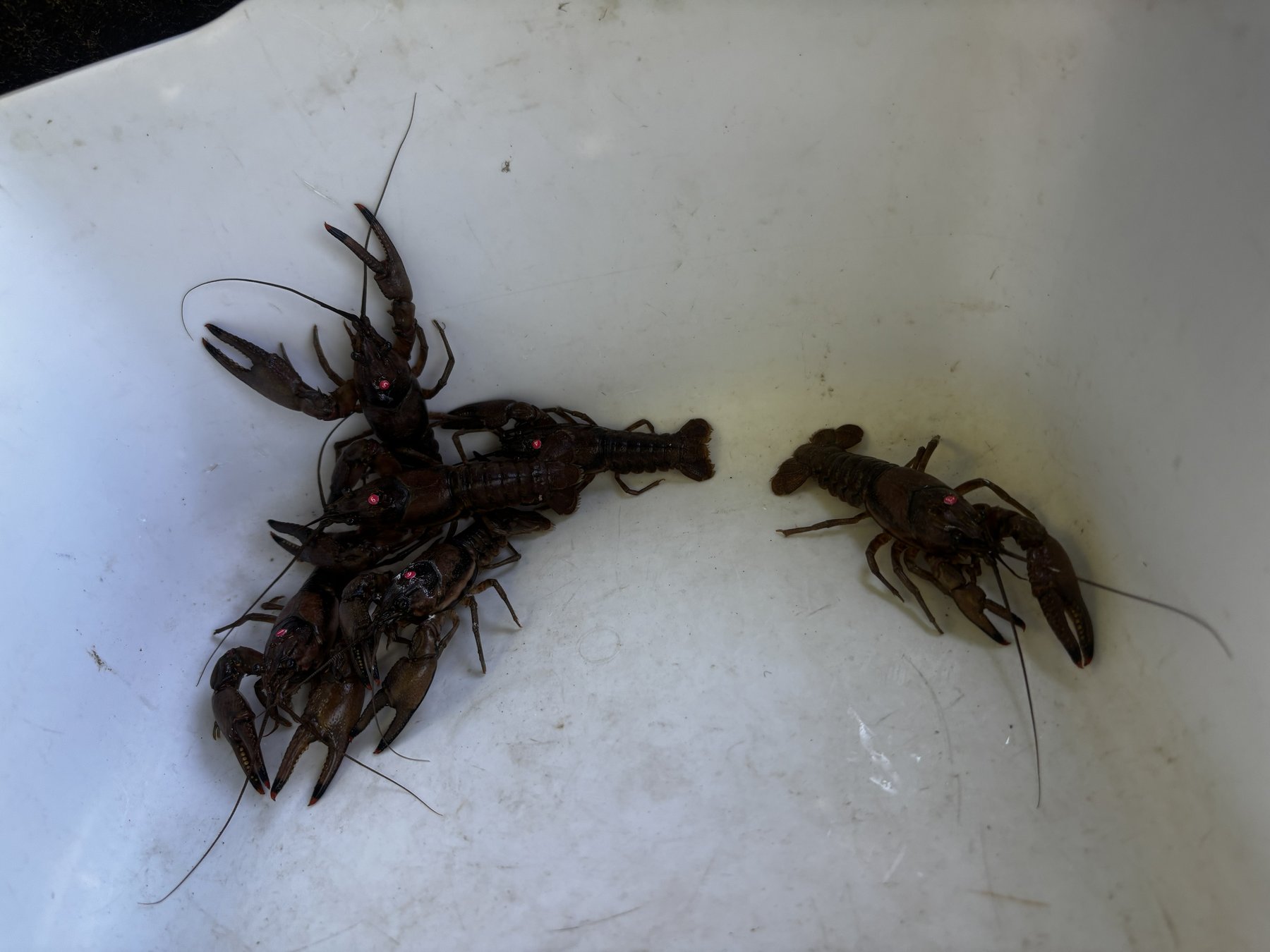 Several crayfish with small marked dots on their carapace, arranged in a white sorting tray.