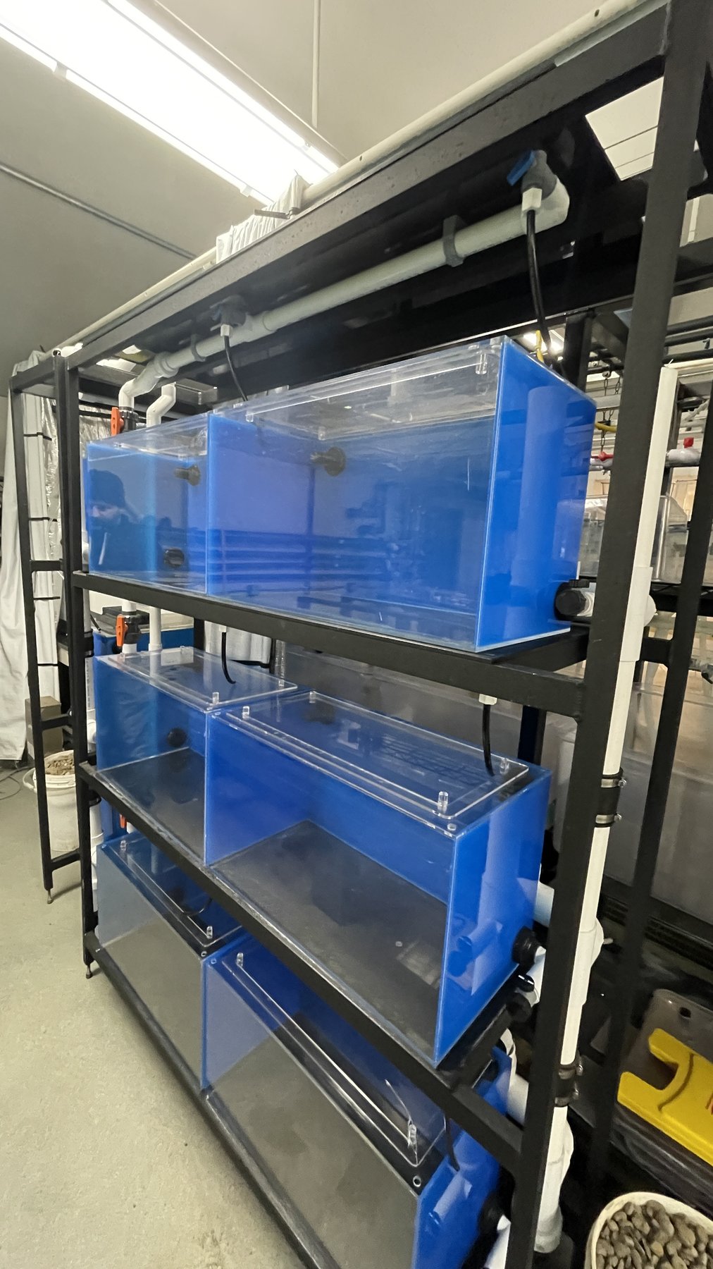 A rack of blue opaque experimental tanks used for predator-prey trials, stacked in rows in a laboratory.
