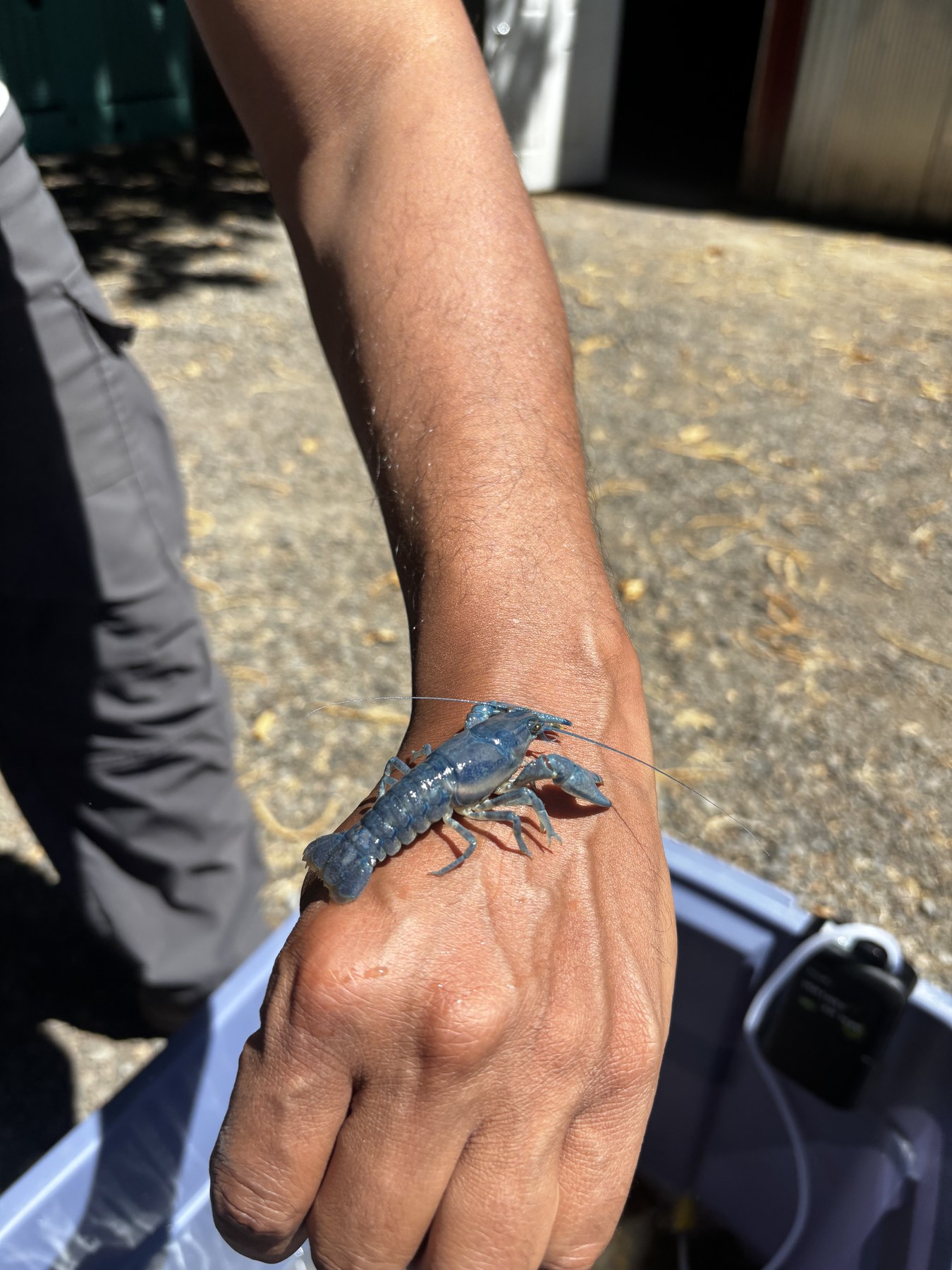 Ringed Crayfish (Faxonius neglectus) showing unusual blue coloration, photographed in the Willamette River system near Eugene, Oregon.