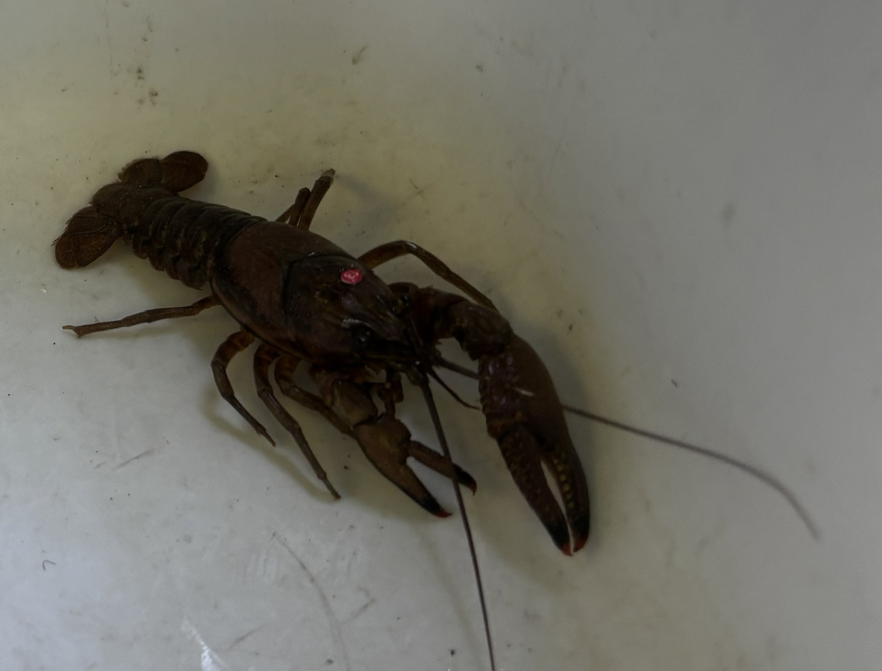 Signal Crayfish (Pacifastacus leniusculus) photographed during capture-mark-recapture field sampling in the Umpqua River system, with an external individual marker visible on the carapace.
